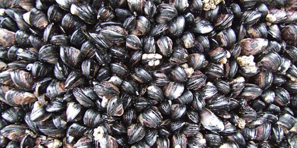 zebra mussel