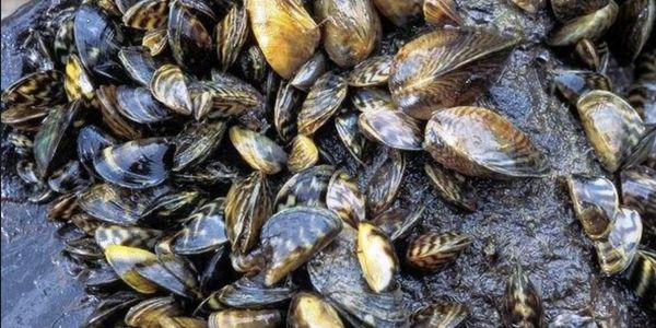 zebra mussel