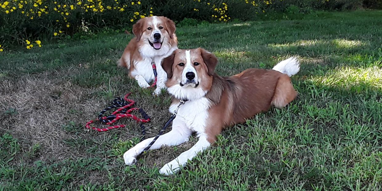 NORTH BOSTON DOG TRAINING REVIEWS intelligence overview