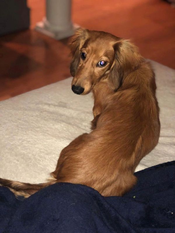 Akc dachshunds for sale in Ny