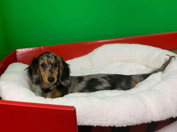 Akc dachshunds for sale in Ny