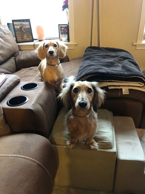 Akc dachshunds for sale in Ny