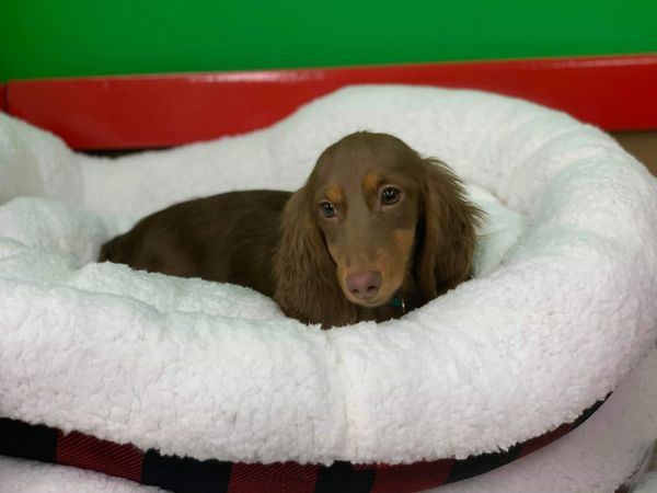 Akc dachshunds for sale in Ny