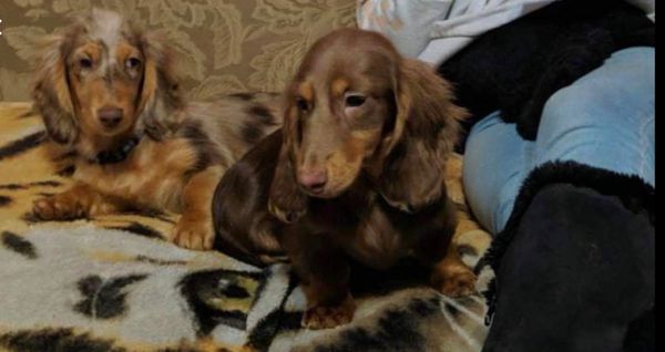 Akc dachshunds for sale in Ny