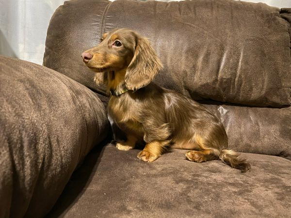 Akc dachshunds for sale in Ny