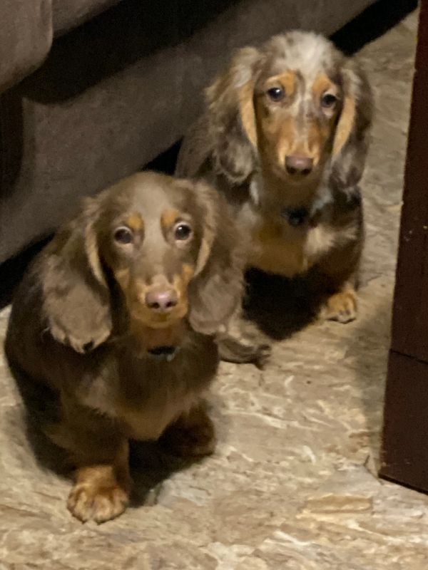 Akc dachshunds for sale in Ny