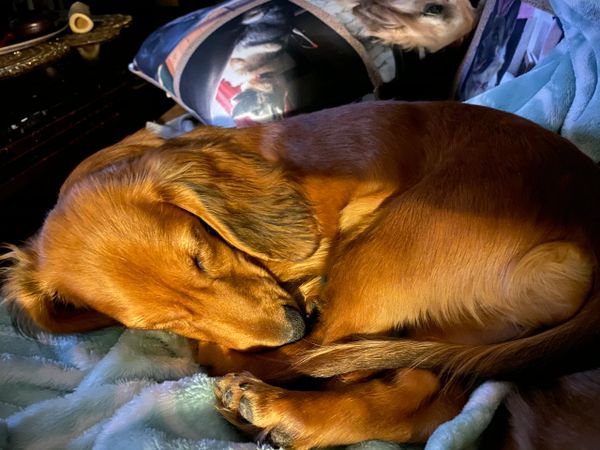 Akc dachshunds for sale in Ny