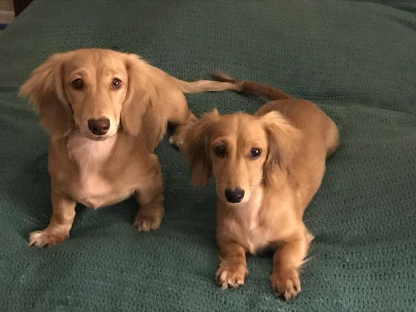 Pups4sale dachshund store