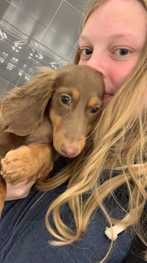 Akc dachshunds for sale in Ny