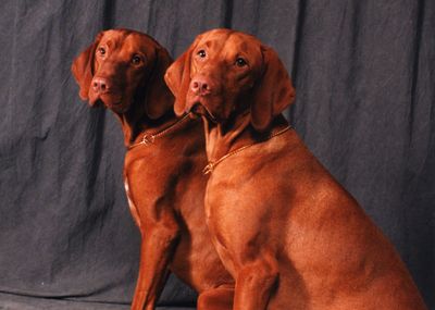 Breed History - Vizsla Club of America