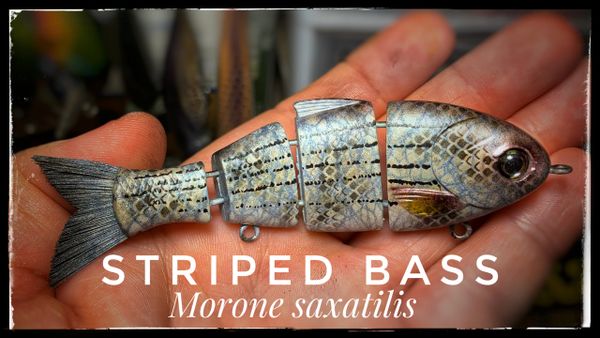 baby bull shad swimbait
