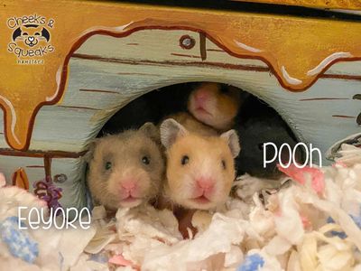 Syrian or Golden Hamsters Owners guide Facts and information all about  Syrian hamsters including care, food, diet, cages, pregnancy, breeding