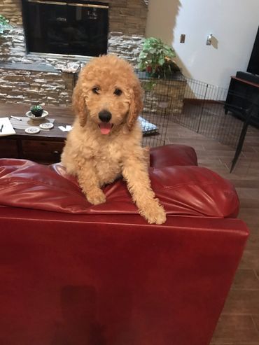 Goldendoodle, Golden doodles, Arizona Golden Doodle ,Delightful GoldenDoodle, US Doodle, F1B Doodle