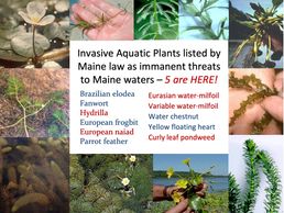 https://lakestewardsofmaine.org/wp-content/uploads/2013/11/WHAT-YOU-SHOULD-KNOW-ABOUT-IPP.pdf