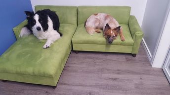 Luxury doggie suite for pet vacations 