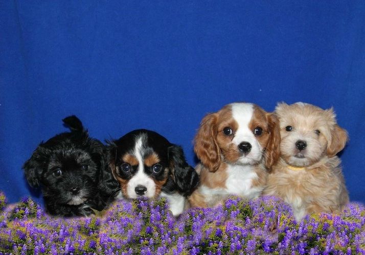Cavalier and Havanese puppies for sale 