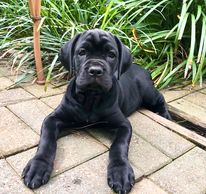 Italian mastiff puppies, large breed puppies, Petsmart, Petland, Petco, bullies, frenchies, bulldogs