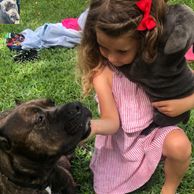 Black Cane Corso, black cane Corsos, black cane Corso puppies, cane Corso puppies for sale near me, 