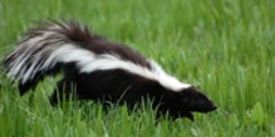 Skunk live humane trapping, Skunk removal, skunk relocation, skunk removal in Connecticut