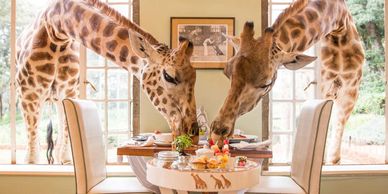 Giraffe Manor Nairobi Kenya