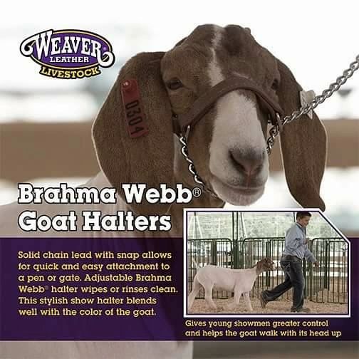 Brahma Webb Goat Halter
