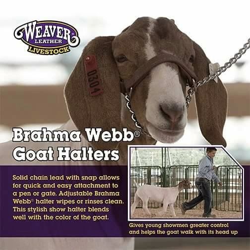 Hoegger Supply > Collectable Goat - Limited Supply > Brass Dancing Goat