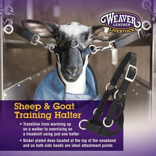 Sheep & Goat Training Halter