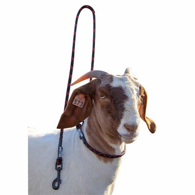 Goat Neck Tie with Snap Lead