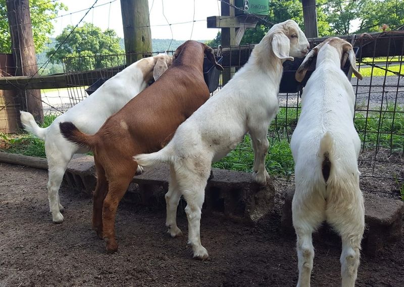 Bell Goat Farm Goat for sale. Goat Supplies The Goat Shop