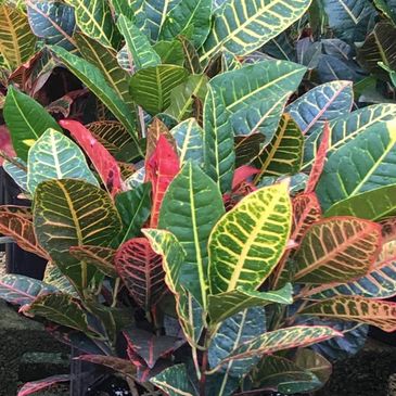 Crotons are one type of tropical plants we have for rent in Ft. Lauderdale, West Palm Beach, Miami
