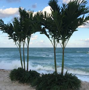 palm tree, ocean backdrop wedding, Boston fern, south Florida, west palm beach, ft lauderdale, Miami