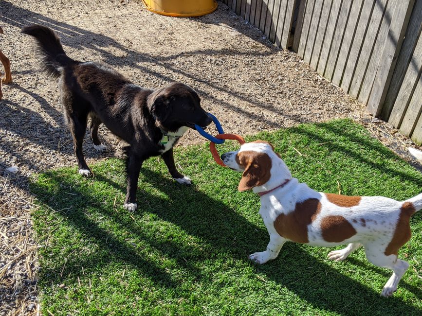 Dog Daycare, Boarding Boothbay, Maine Boothbay Canine Daycare