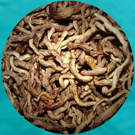 FREEZE DRIED EARTHWORM