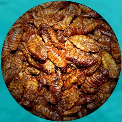 silkworm larvae food