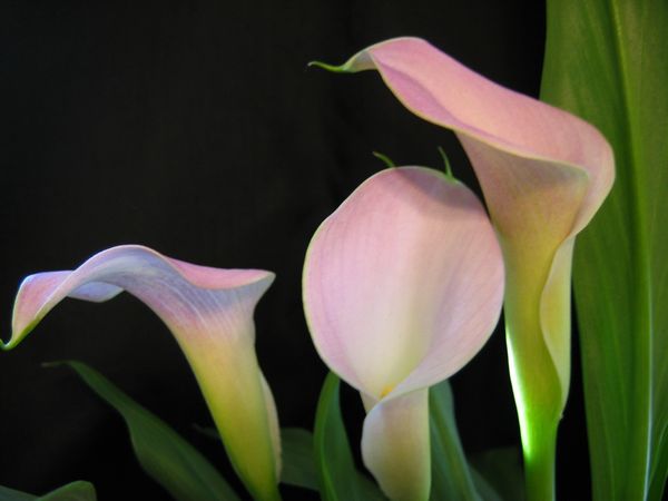 calla lily