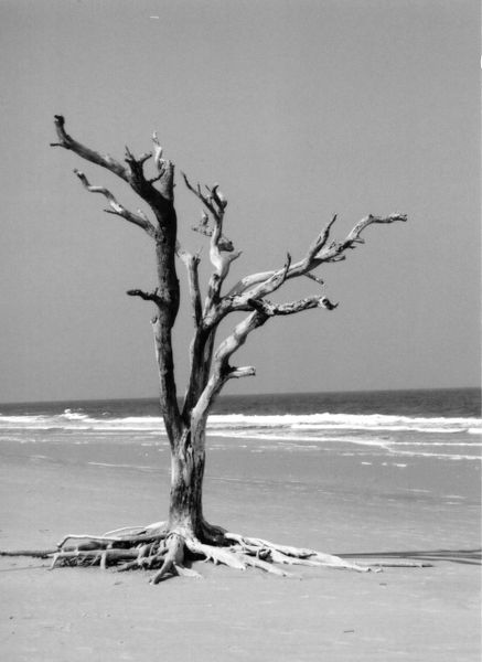 lone tree (b/w)