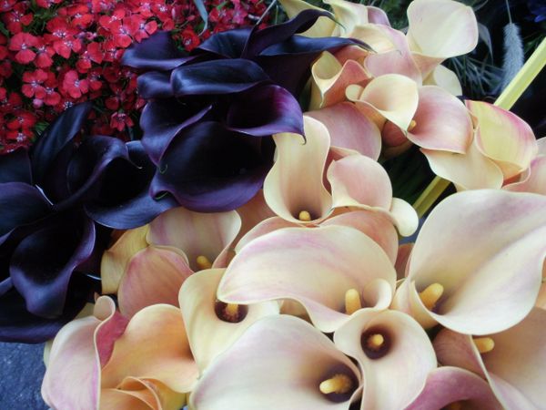 calla two colors