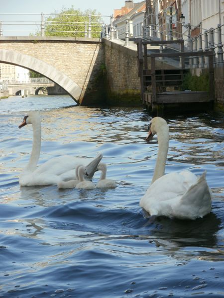 Bruges swans