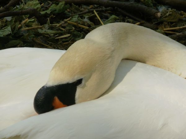 Bruges swan