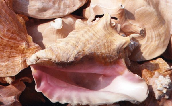 Ocracoke conch