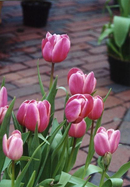 Boston tulips pink