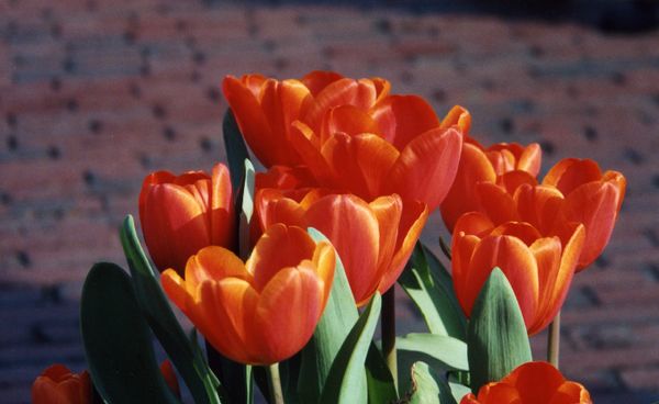 Boston tulips orange