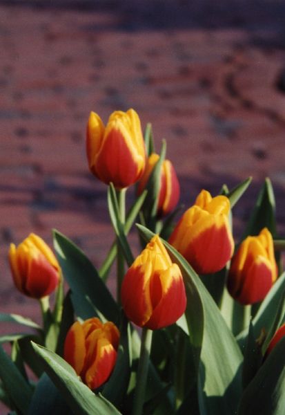 Boston tulips multi