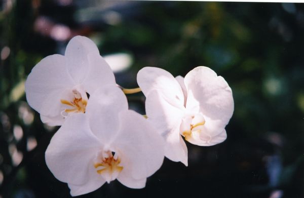 orchid