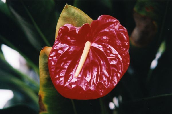 anthurium