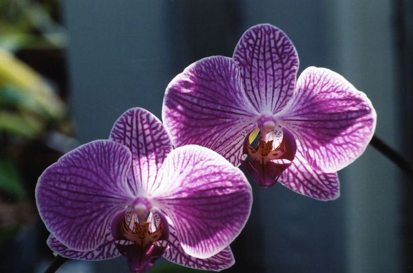orchid purple