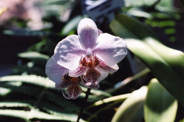 orchid in sun