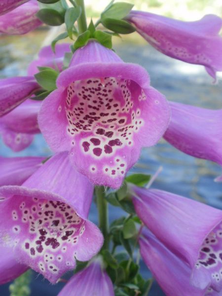 foxglove