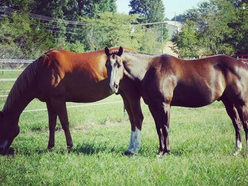 Horse boarding, pasture board