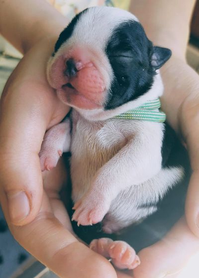 Pasgeboren Boston terrier puppy 